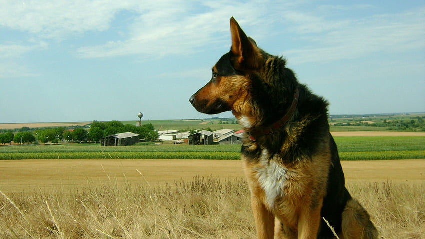 สัตว์ หญ้า นั่ง สุนัข สุนัขเลี้ยงแกะ สุนัขเลี้ยงแกะ วอลล์เปเปอร์ HD