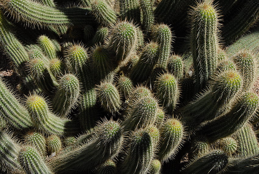 Cactus, fleurs, piquants, épines, plante d'intérieur, plante d'intérieur Fond d'écran HD