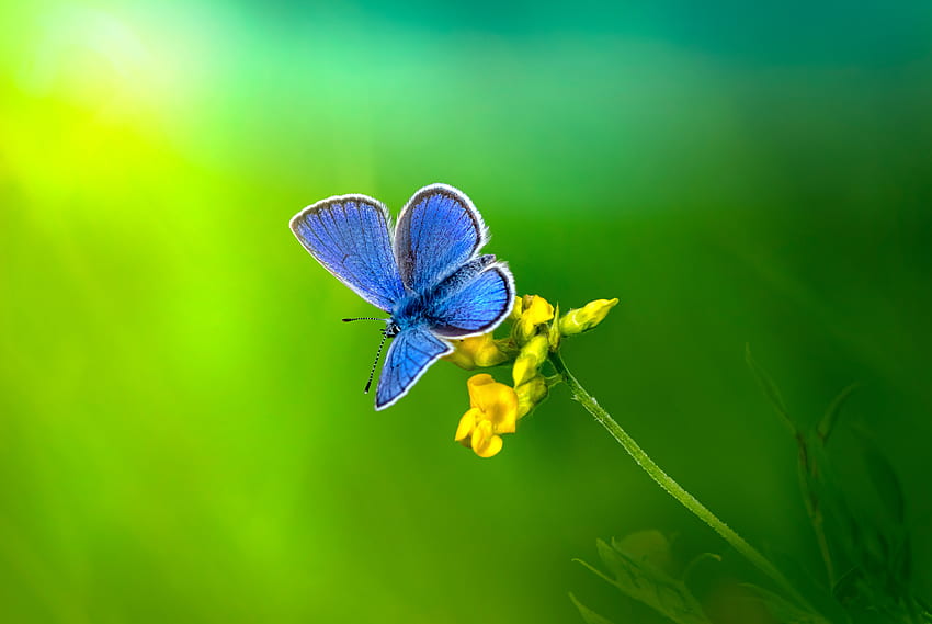 Tinny blue moth, blu, graphy, tinny, insetti, farfalle, primo piano, falene, bug, grazioso, verde, natura, caldo, macro Sfondo HD