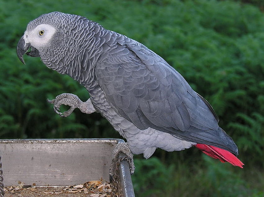 Arican Grey Parrot, africano, alimentazione, pappagallo, alberi, coda rossa, grigio, appollaiati Sfondo HD