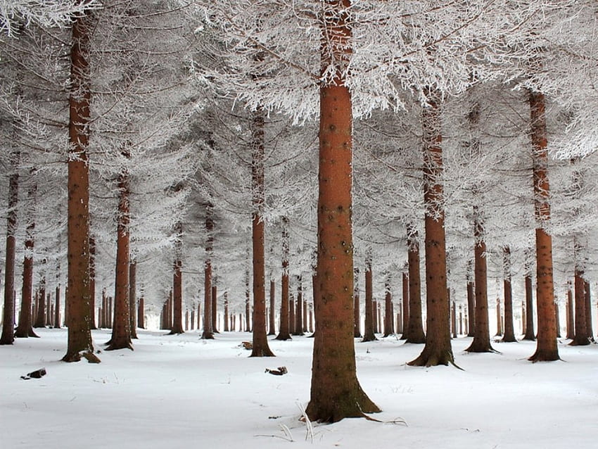 Güzel kış, renk, kış, güzel, ağaç, kahverengi, kar, ağaçlar, birçok, görkem, orman HD duvar kağıdı
