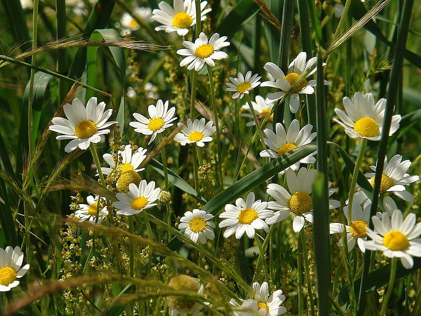 Blumen, Gras, Kamille, Feld, Ähren, Ähren HD-Hintergrundbild