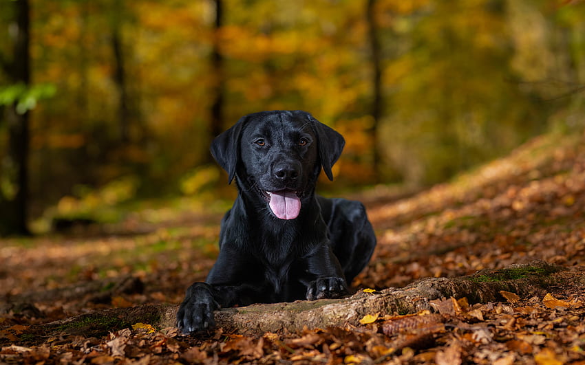 Black Labrador, animal, dog, labrador HD wallpaper