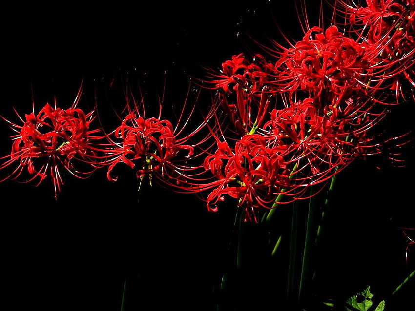 Idéias Higanbanas. lírio aranha vermelha, radiata, desenho de lírios papel de parede HD