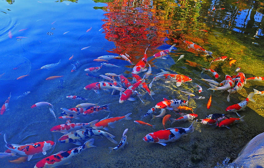 Jardim de Koi Japonês, Lago de Peixe Koi Japonês papel de parede HD