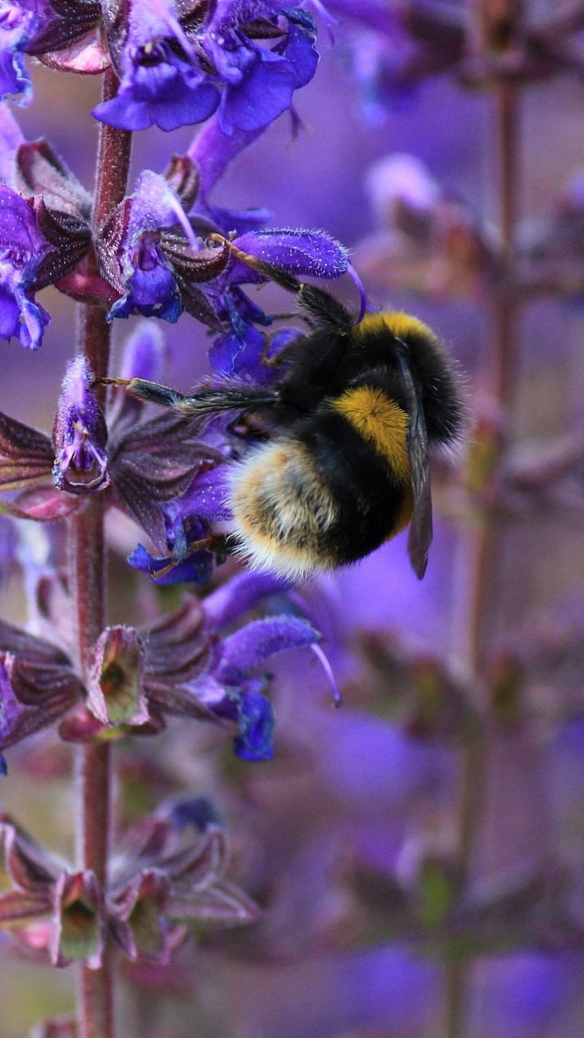Hummel, Biene, Insekt, lila HD-Handy-Hintergrundbild