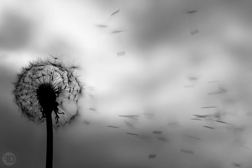Dandelion Black And White Dandelion Black And White by [] for your , Mobile & Tablet. Explore Black and White Dandelion . Black and White Dandelion HD wallpaper