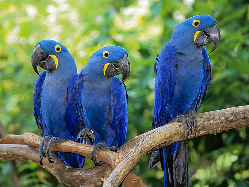 Hyacinth Macaw , Animal, HQ Hyacinth Macaw . 2019, Blue Parrots HD wallpaper