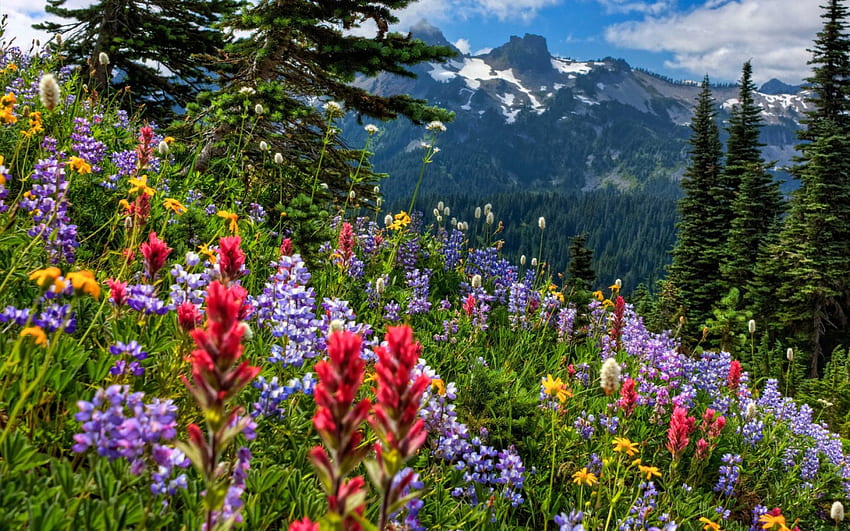 Berg Wildblumen, Wildblumen, Felder, Natur, Blumen, Berge HD-Hintergrundbild