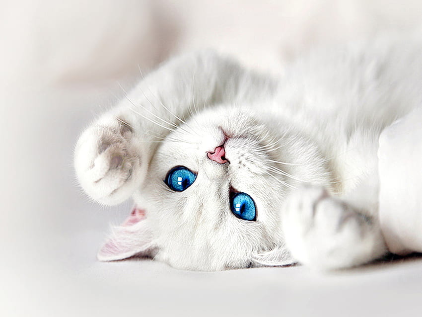 파란 눈을 가진 흰 고양이 고품질 투명 PNG 클립 아트, 고양이 파란 눈 HD 월페이퍼