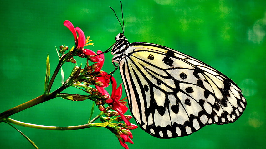Siyah Beyaz Kelebek F, hayvan, geniş ekran, yaban hayatı, kelebek, grafik, güzel HD duvar kağıdı