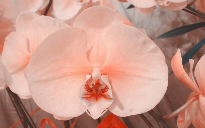 Красиви орхидеи, цветя, цъфтят, орхидеи, листенца HD тапет