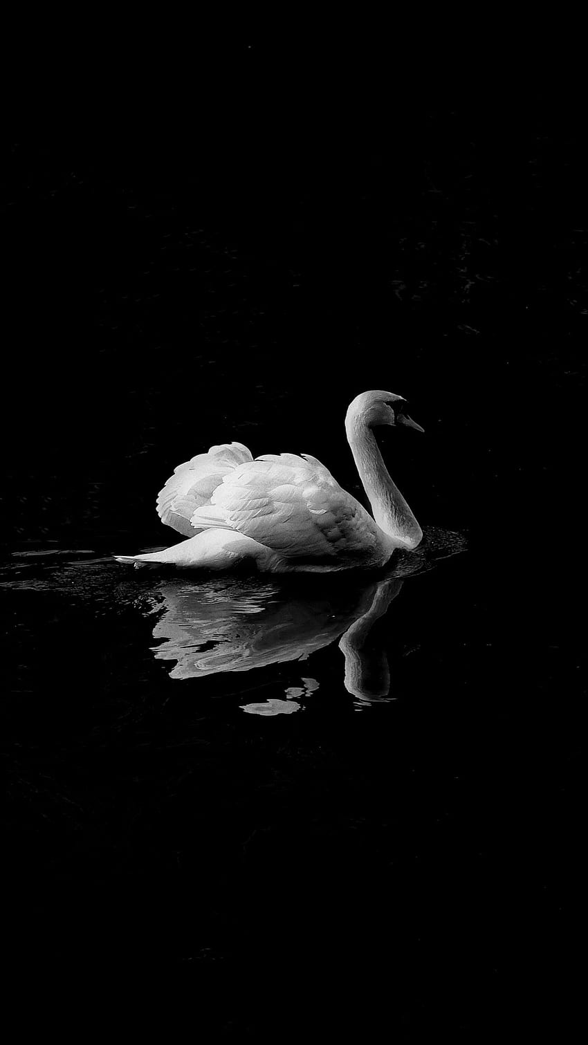 Swan in Lake iPhone Mobile HD phone wallpaper