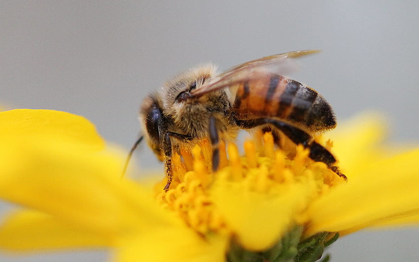 Pszczoła siedząca na słoneczniku, pszczoła miodna. Tapeta HD