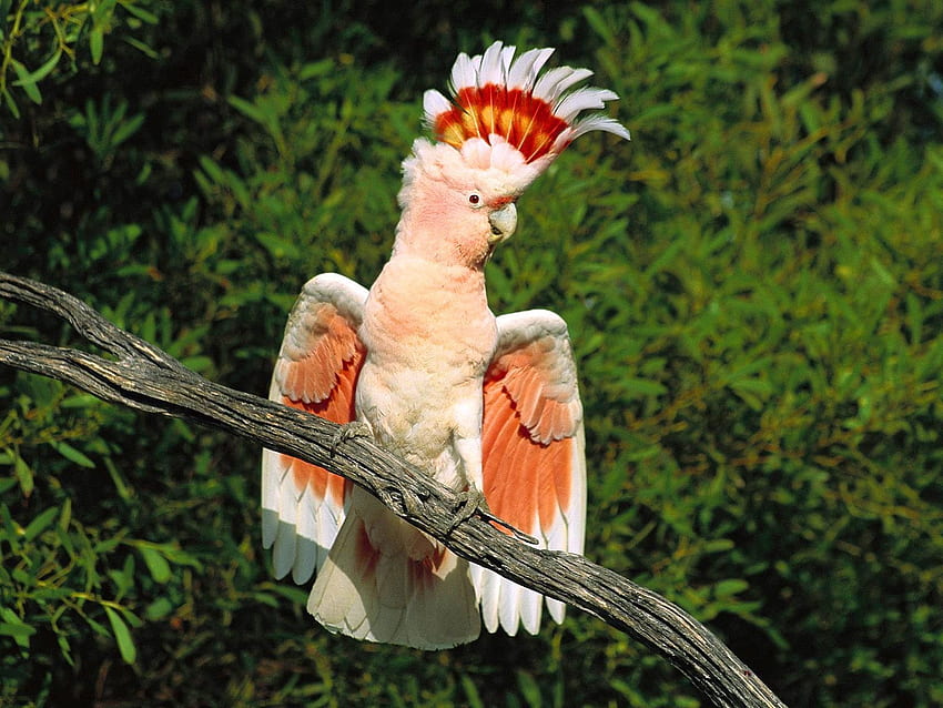 동물, 앵무새, 깃털, 앉다, 아름다운, 지점, 갈기 HD 월페이퍼