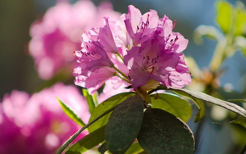 Rhododendron, Latvia, pink, blossoms HD wallpaper