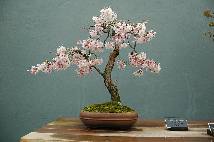 Bonsai Tree: Astonishing Cherry Tree Bonsai, Japanese Bonsai HD wallpaper