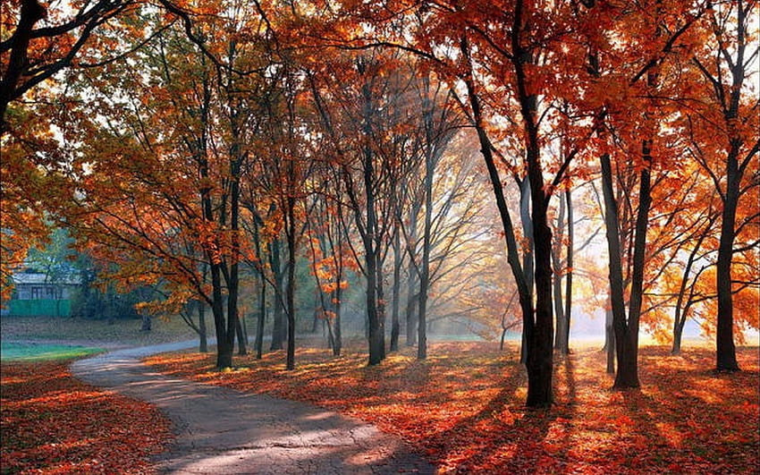 hojas de naranja, rayos, árboles, otoño, camino, naturaleza fondo de pantalla