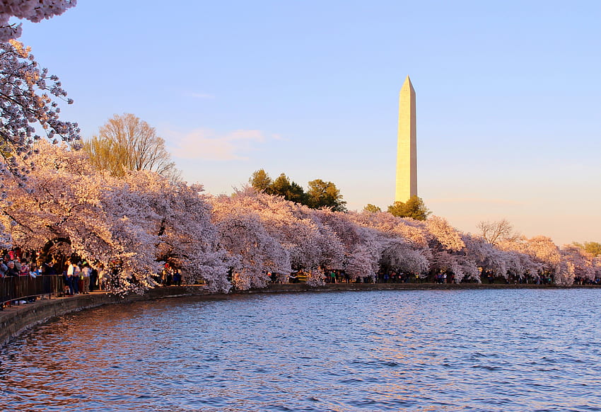 Como ver as flores de cerejeira em Washington, D.C. – The Long Weekender, DC Cherry Blossom papel de parede HD