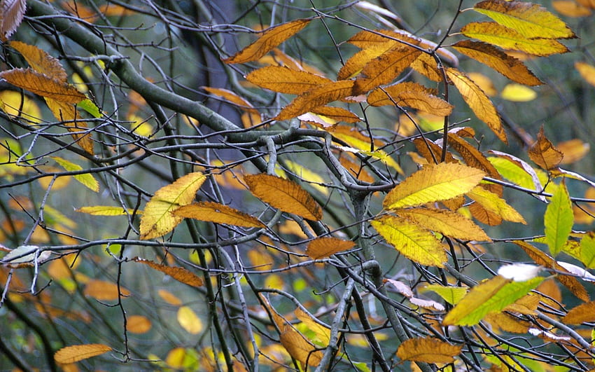 Nature, Autumn, Leaves, Branch, Grey HD wallpaper