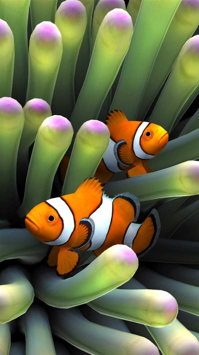 Clown Fish iPhone 8 . Clown fish, Animal , Aquarium live HD phone wallpaper