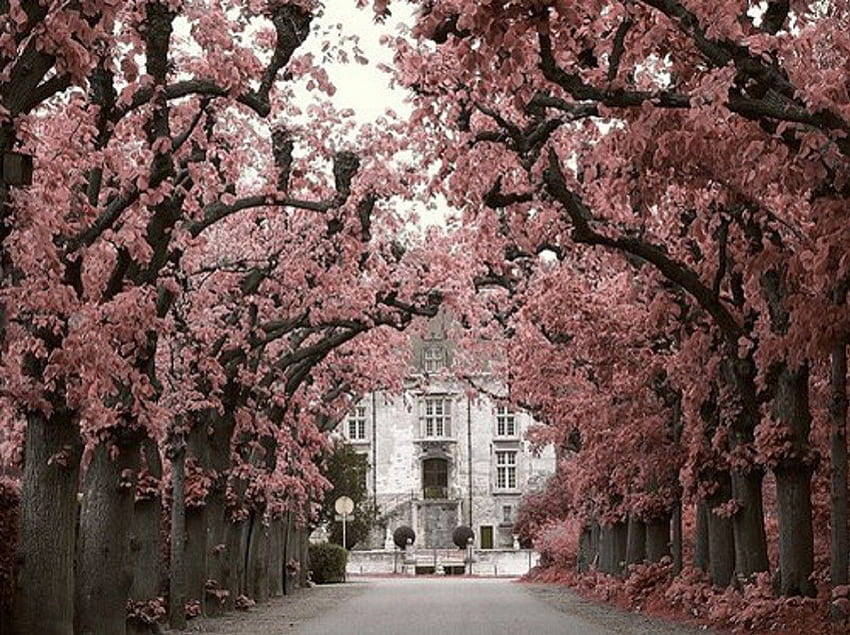 Pintu Masuk Sempurna, merah muda, jalan masuk, rumah, pintu masuk, pohon Wallpaper HD