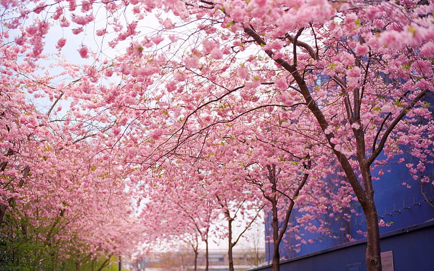 Kirschblütenbaum, Rosa, Blume, Sakura, Straße, Natur, Baum HD-Hintergrundbild