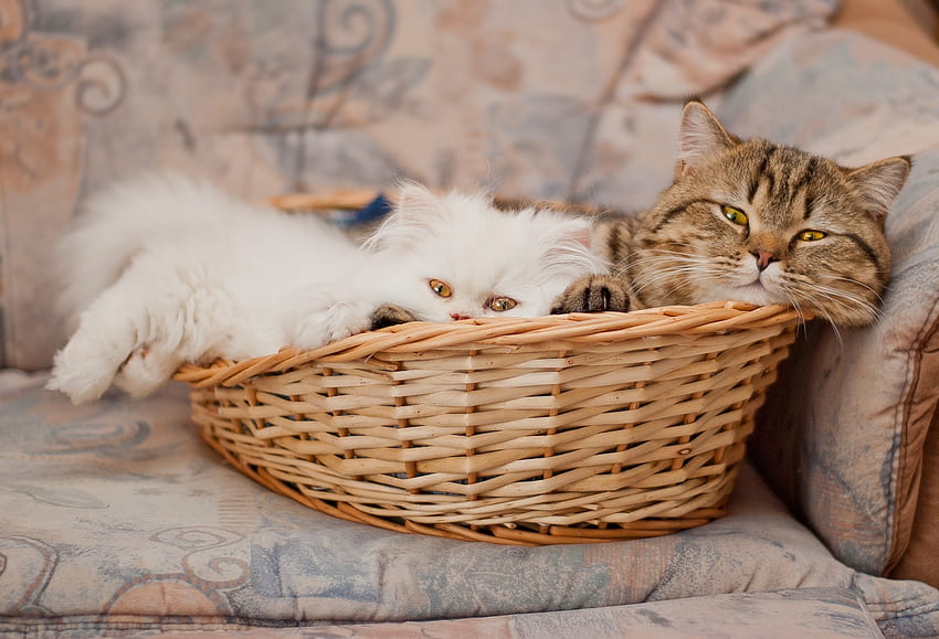 Animals, Cats, Couple, Pair, To Lie Down, Lie, Basket HD wallpaper