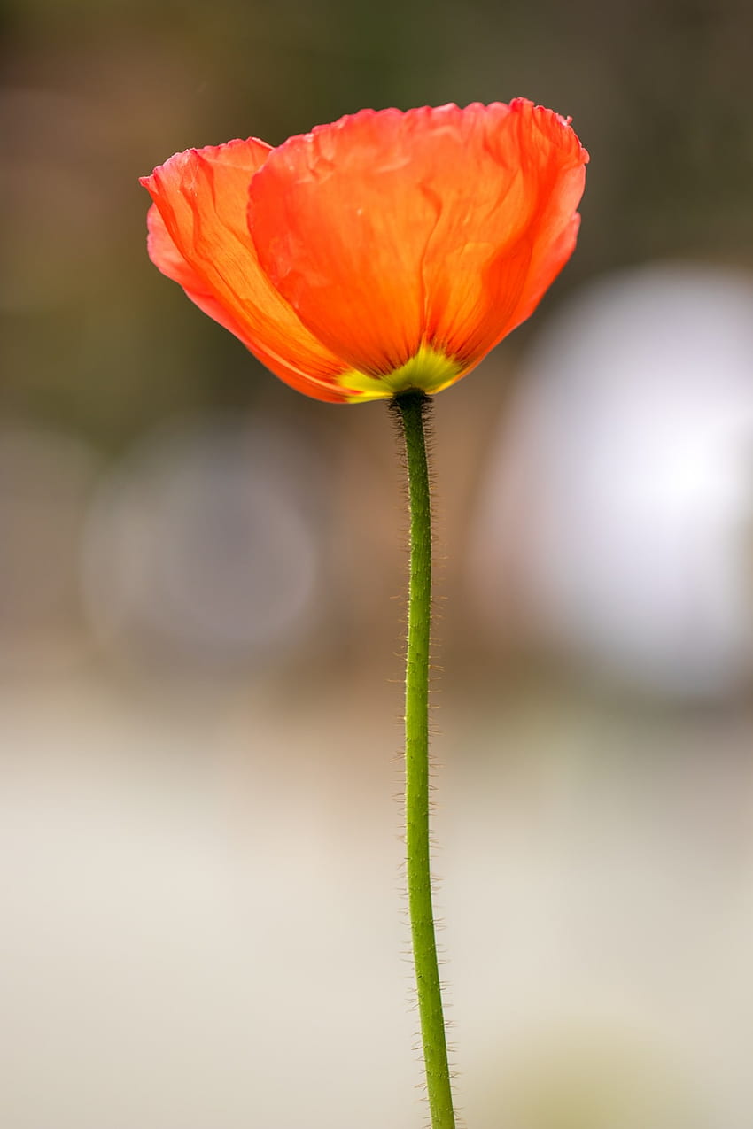 Poppy Flower [], Orange Poppy HD phone wallpaper | Pxfuel