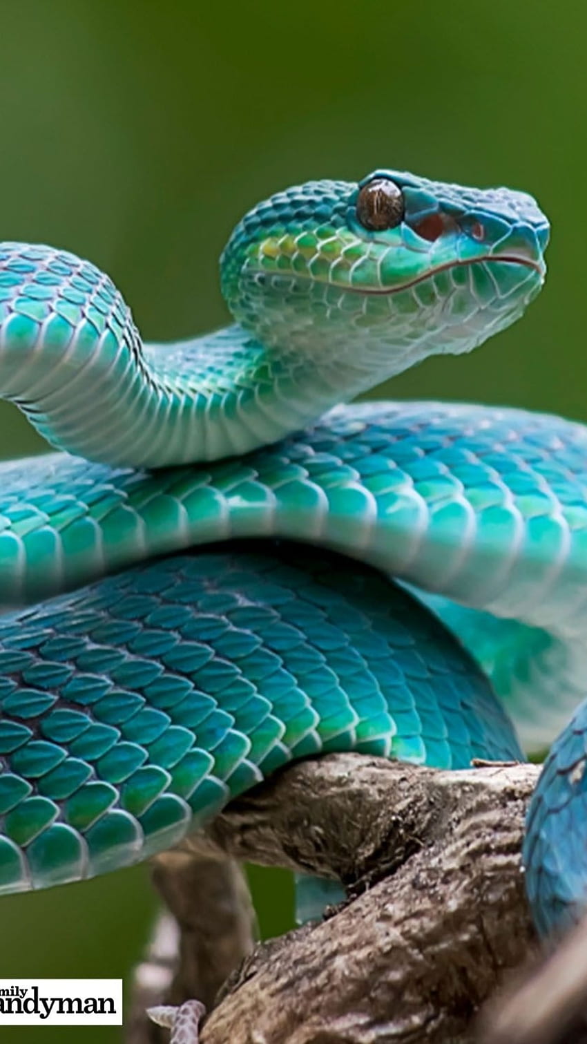 Snake, Viper Green Snake HD phone wallpaper