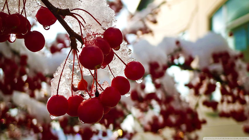 Snow Covered Berries, Winter Berries HD wallpaper | Pxfuel