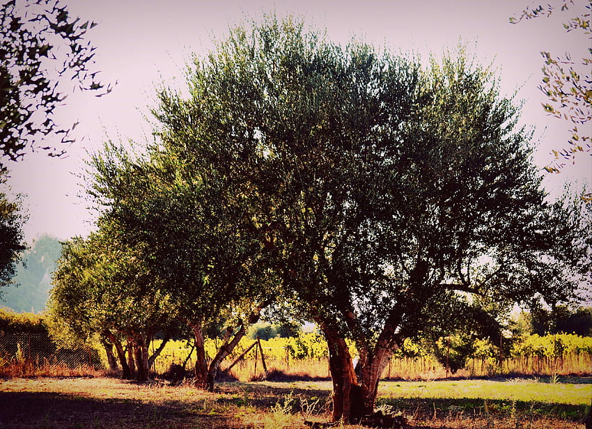 olive tree , Background HD wallpaper