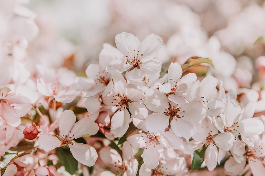 Цветя, сакура, нежна, пролет, цъфти, светло розово HD тапет