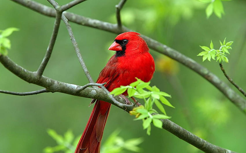 Cardinal Perched on Branch PC [] for your , Mobile & Tablet. Explore Cardinal . Cardinal Bird , Red Cardinal , Cardinal HD wallpaper