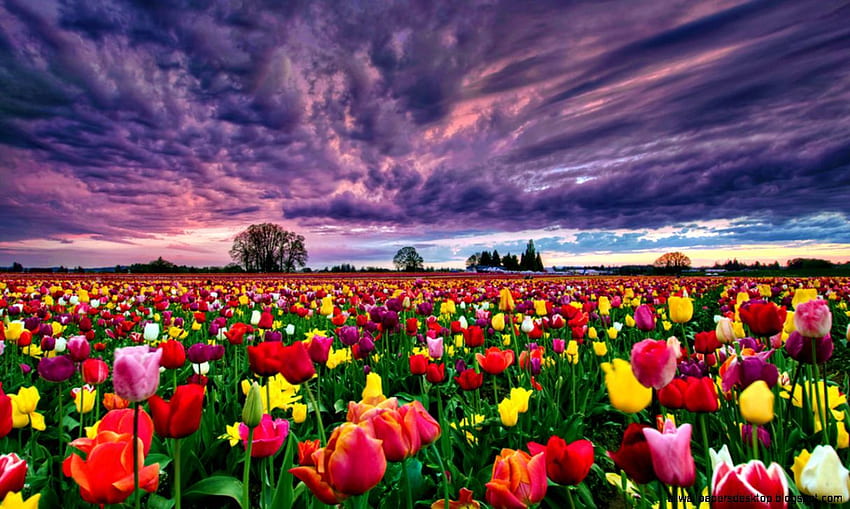 Kwiaty Ogrody W Pełnym Rozmiarze - Tulipany Tapeta HD