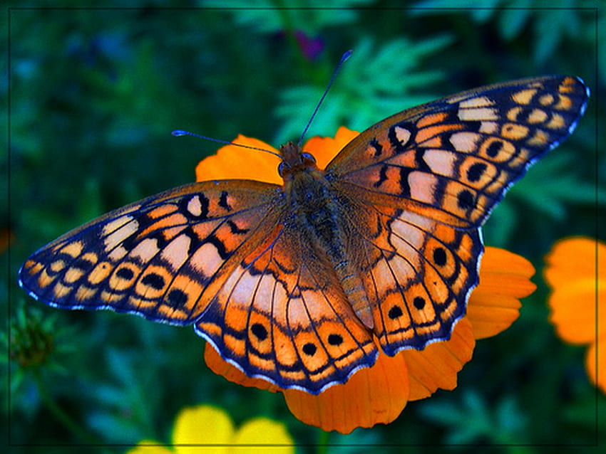 Frittary, coklat abu-abu, hitam, frittary kupu-kupu, bunga, oranye Wallpaper HD