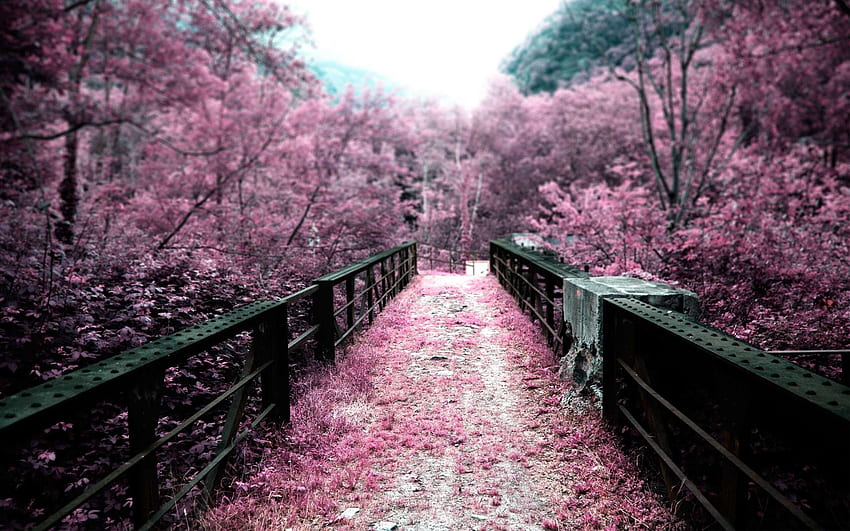 Cherry Blossom Tree Flores de cerejeira em uma ponte [] para seu celular e tablet. Explorar Árvore de cerejeira. Flor de cerejeira para paredes, árvore de flor japonesa papel de parede HD