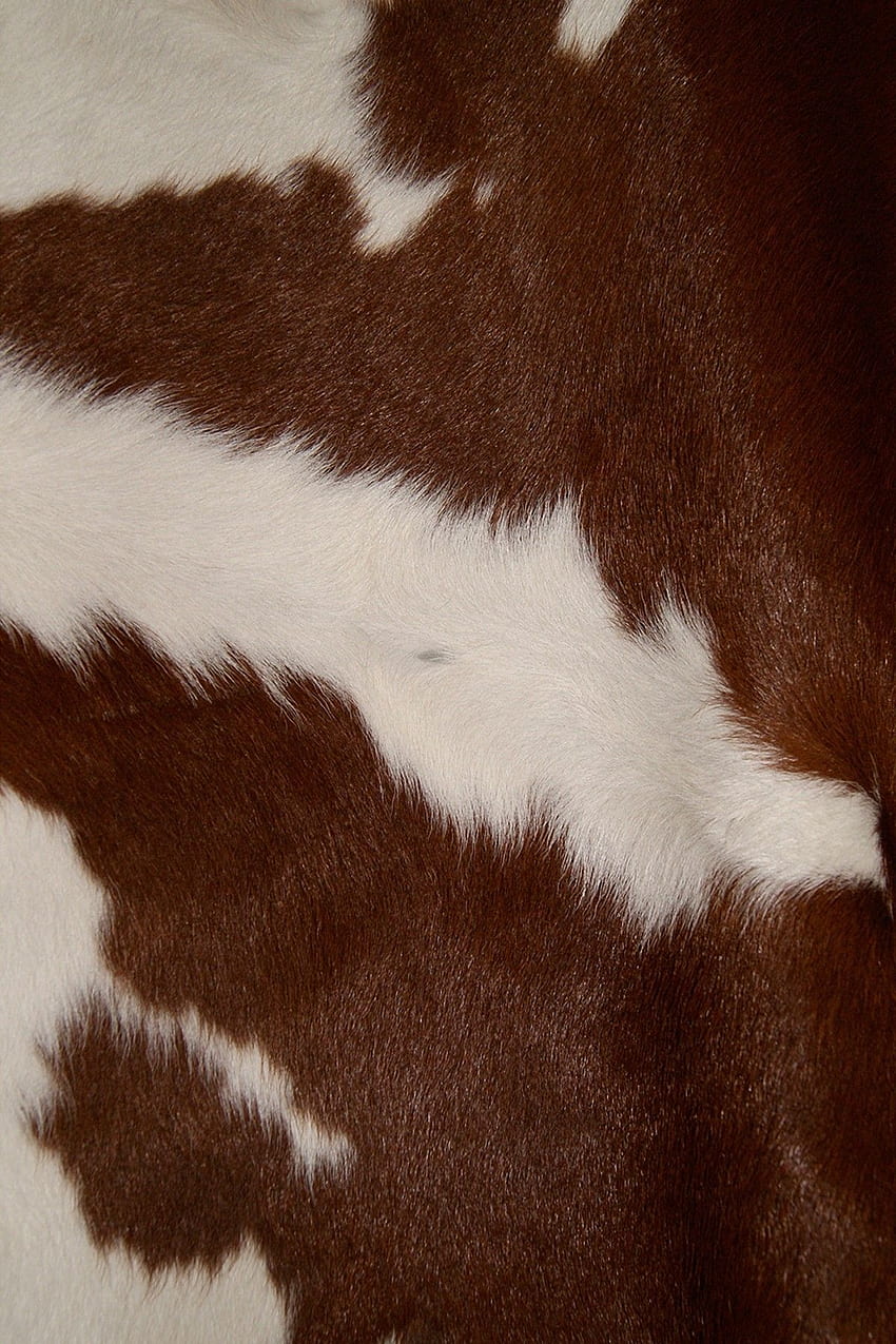 The Texture Of Cowhide Stock Photo  Download Image Now  Cowhide  Backgrounds Macrophotography  iStock