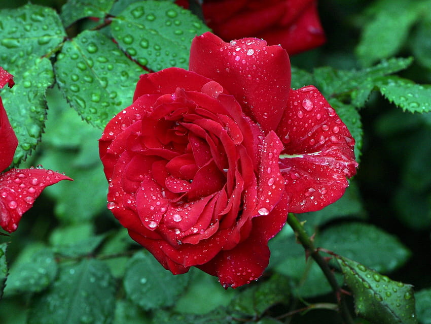 Lovely Rose With Beautiful Red Color Petals Drops Water Green Leaves Ultra For Laptop And Tv Tablet Mobile Phones, Red Roses Laptop HD wallpaper