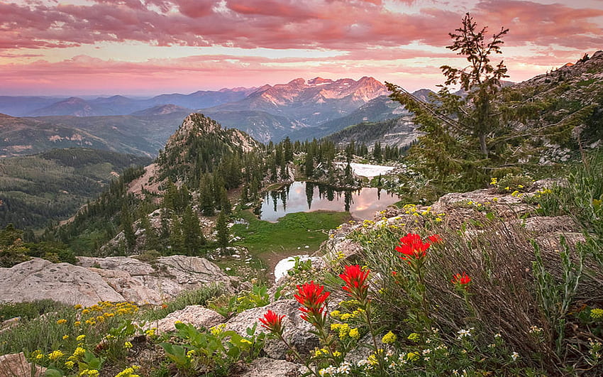 Wasatch 산, 유타, 꽃, 풍경, 구름, 색상, 하늘, 일몰, 미국, 구름 색의 여름 야생화 HD 월페이퍼