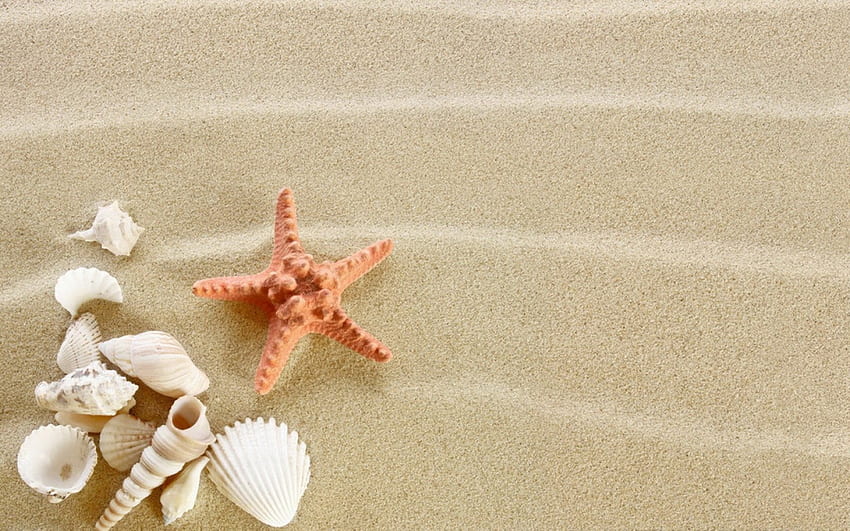 Bintang laut, kerang, alam, pasir Wallpaper HD