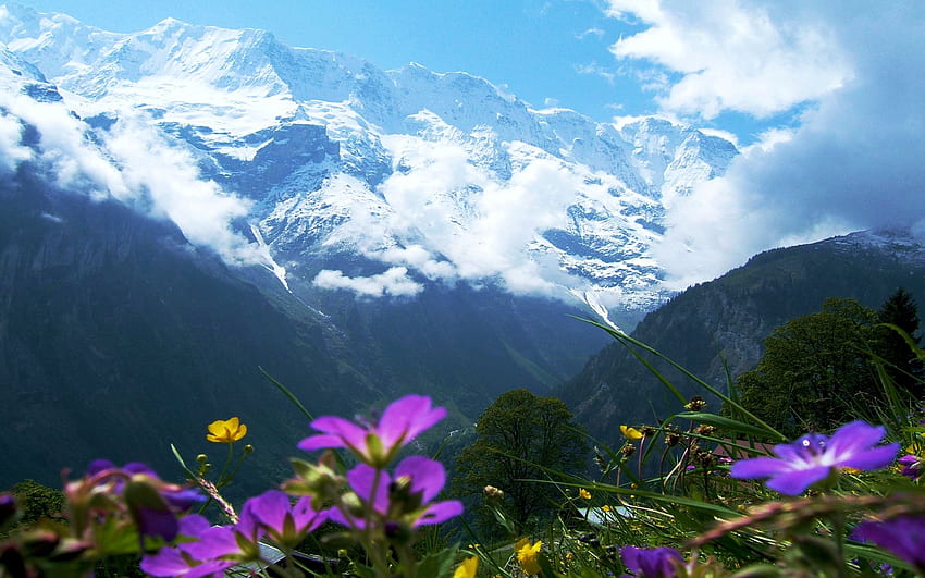 Swiss Alps Wildflowers With Snow-Capped Mountains, blossoms, clouds, landscape, sky, flowers HD wallpaper