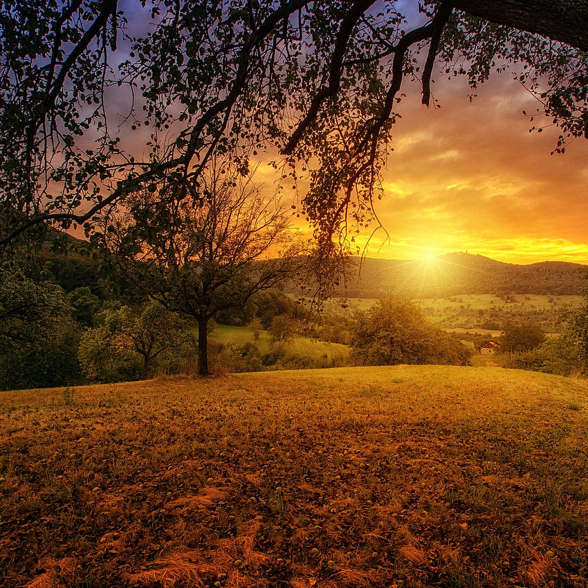 Tree Sun Aesthetic Dawn Landscape Panorama iPad Air , , Background, and HD phone wallpaper