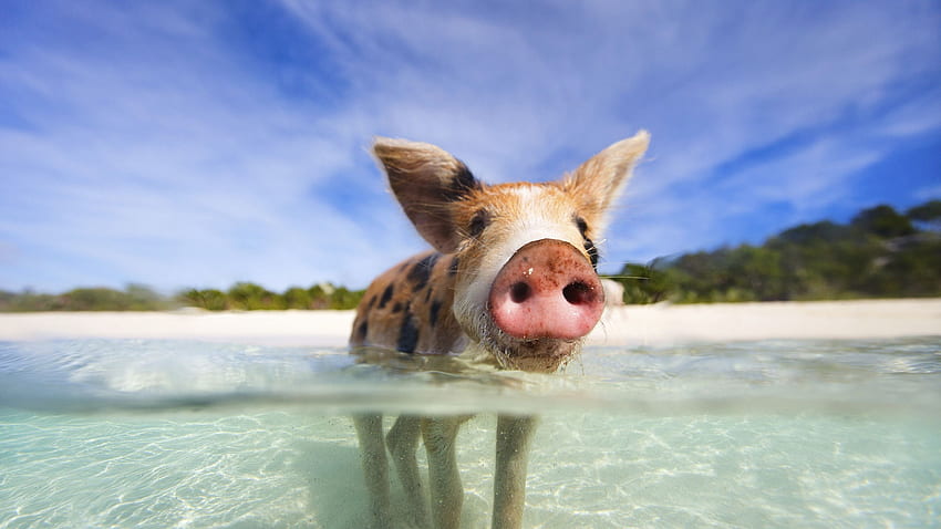 Pigs, Bahamas HD wallpaper