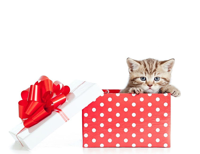 A little gift, kitten, sweet, animal, white, craciun, cute, cat, dot, gift, pisica, valentine, box, christmas, red, bow HD wallpaper