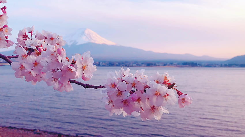 Beautiful Cherry Blossoms and Mount Fuji in Japan. 1627485 Stock Video at Vecteezy, Mount Fuji Cherry Blossom HD wallpaper