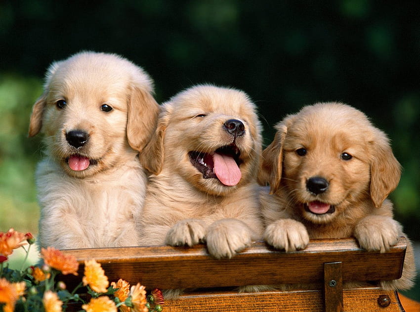 Кучета, куче, сладко, животно, сладко, красиво, кученца, кученце, красиво, животни, прекрасно HD тапет