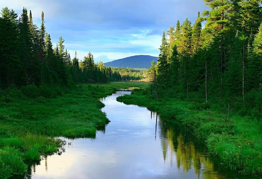 Through the Green Land, trees, river, sky, water HD wallpaper