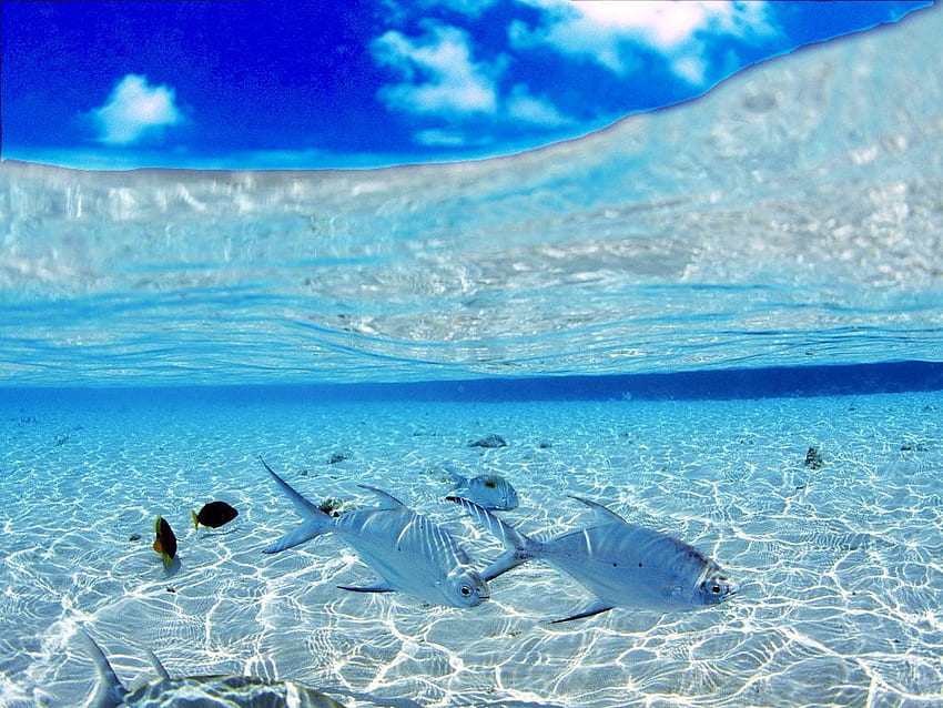 Underwater, Beautiful Under Sea HD wallpaper