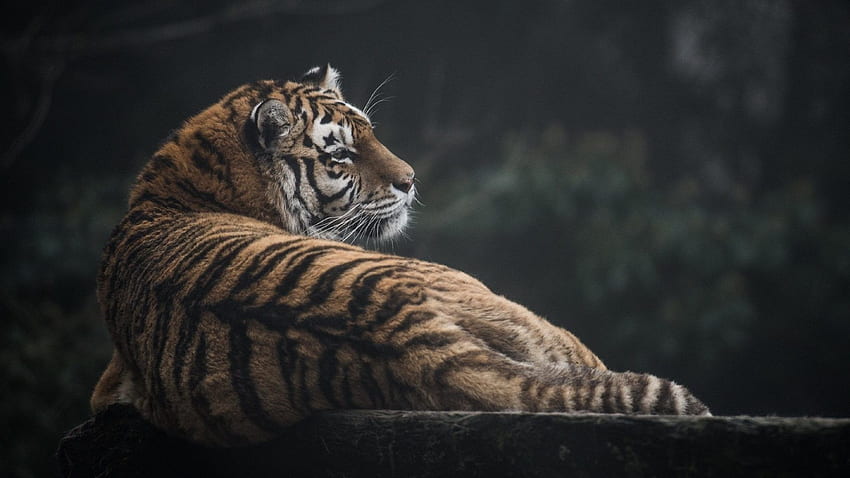 Fur Tag : Leopard Predator Cat Wild Spots Fur Snow, Hipster Tiger HD wallpaper